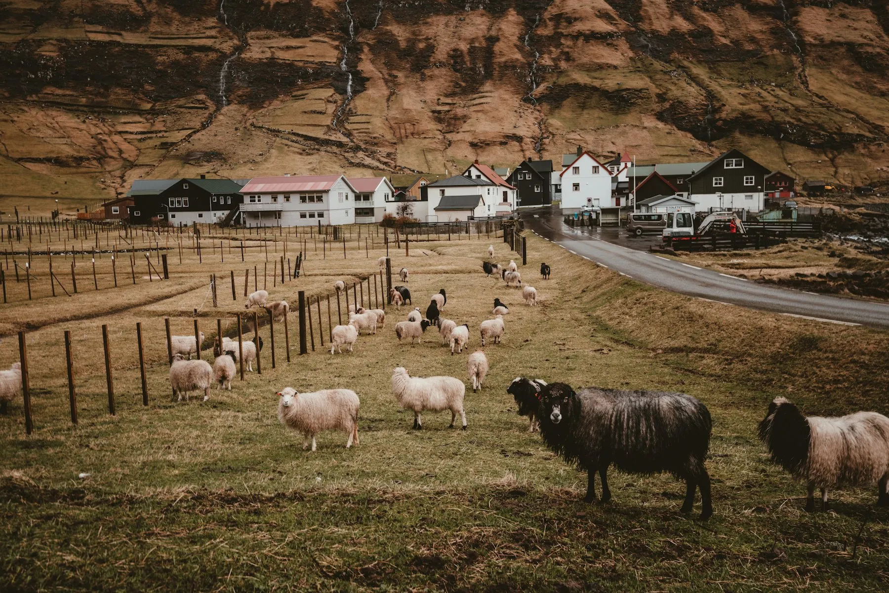 Sheep grazing on a hillside above a village